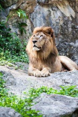 Aslan yatıyor