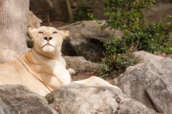 Lion lies down — Stock Photo, Image