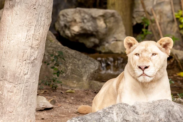 Lion lies down — Stock Photo, Image