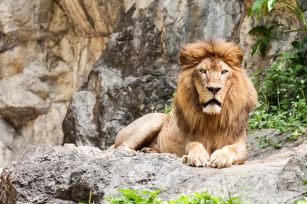 Aslan yatıyor