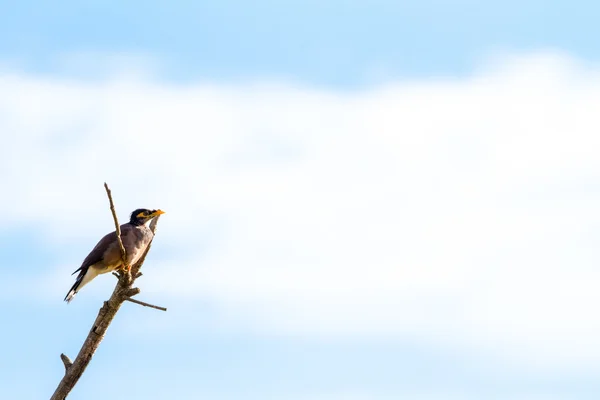 Treurmaina auf einem Ast — Stockfoto