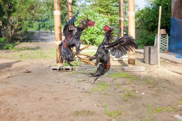 Foto de Galo De Briga É Um Tipo De Jogo Galinha E Galo e mais fotos de  stock de Animal - Animal, Bico, Briga de Galo - Caça de Animais - iStock