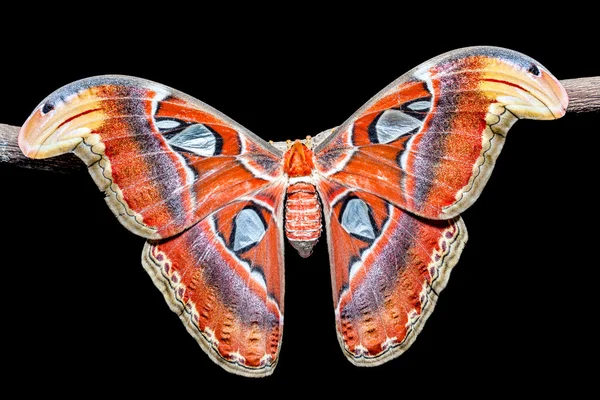 O atlas de Attacus — Fotografia de Stock