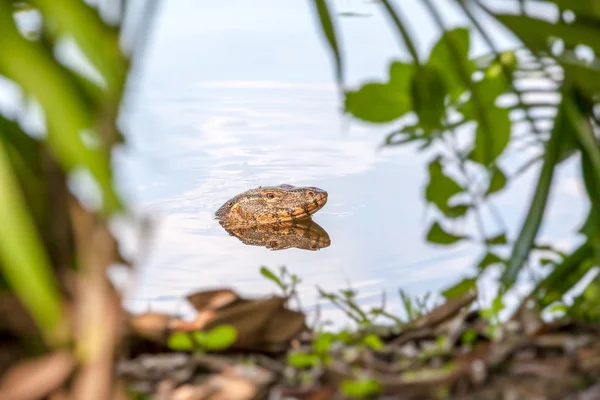 Die Waranechse — Stockfoto