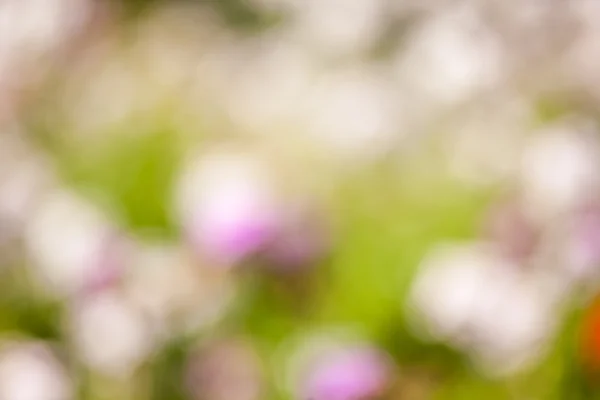 The flowers abstract — Stock Photo, Image