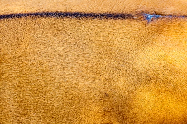 Cabelo de um mamífero — Fotografia de Stock