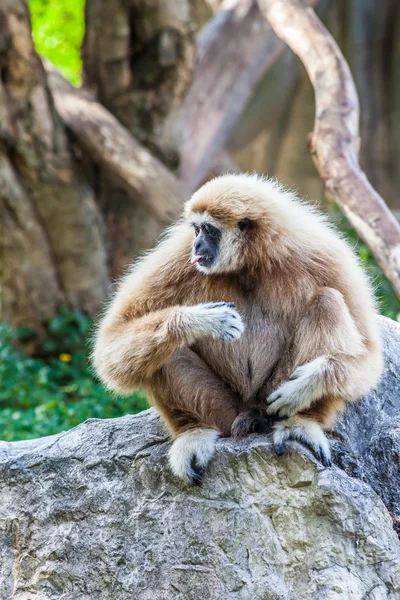 Nordliga vita kinder gibbon — Stockfoto