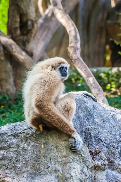 Nordliga vita kinder gibbon — Stockfoto