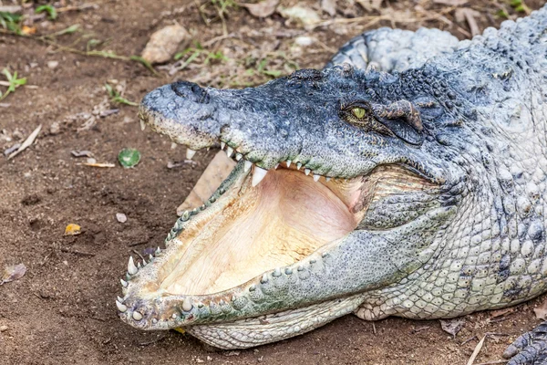 Ein Krokodil mit offenem Maul — Stockfoto