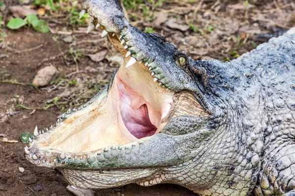 Ein Krokodil mit offenem Maul — Stockfoto