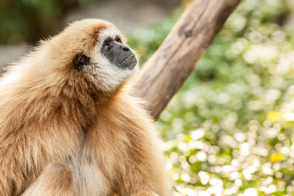 Severní bílými tvářemi gibbon — Stock fotografie