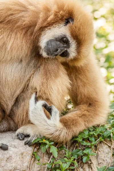 Noordelijke witte cheeked gibbon — Stockfoto