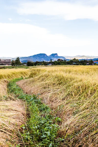 Chodnik w pola ryżu — Zdjęcie stockowe