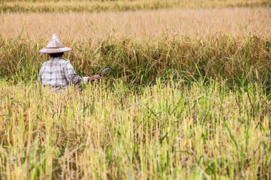 pirinç alan üzerinde çalışan adam