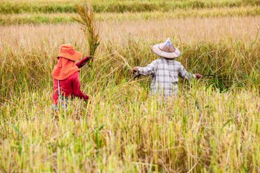 pirinç alan üzerinde çalışan adam