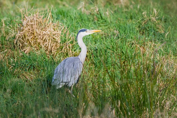 An heron in the field — Stock Photo, Image