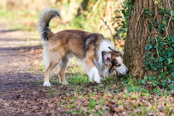 O cão de collie — Fotografia de Stock