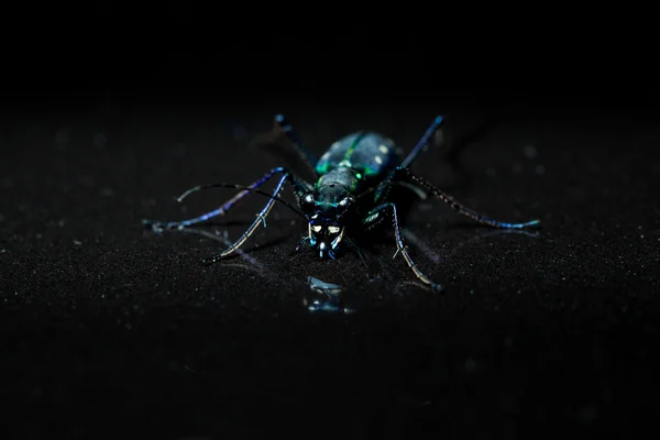Green beetle whit reflection — Stock Photo, Image