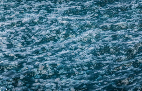 Soupe medúzy v moři — Stock fotografie