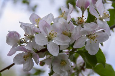Bahar çiçekleri yakın çekim shot