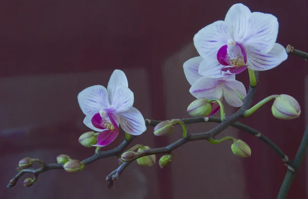 Орхидея цветы закрыть — стоковое фото