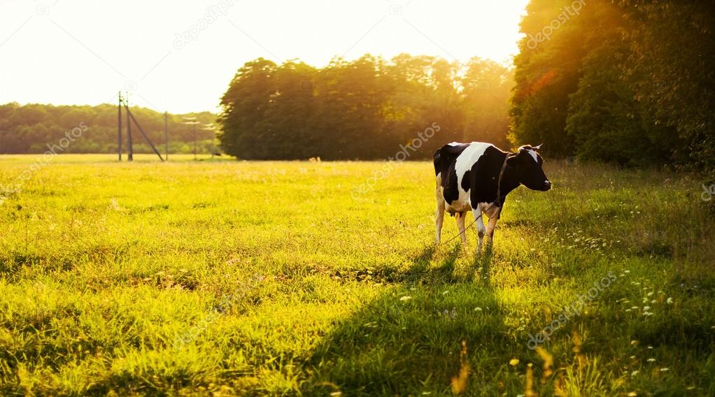 Cow on green grass and evening sky