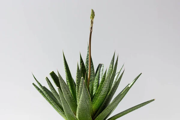 Aloe roślin z łodygi strzał będzie kwitnąć na białym tle — Zdjęcie stockowe