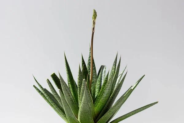 Aloe bitkisi beyaz arkaplanda çiçek açacak