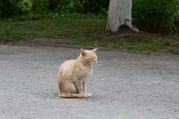 Street raddish cat sitting on the road in the summer park — Stock Photo, Image