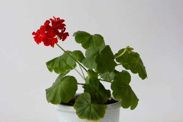 Герань у розквіті з червоною квіткою в домашньому горщику на білому тлі — стокове фото