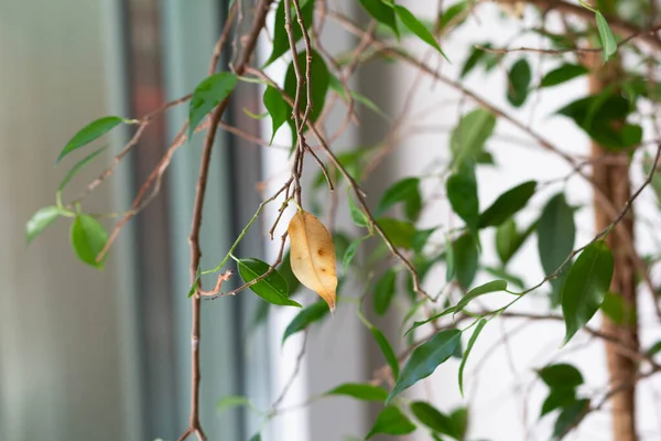 Una Hoja Amarilla Sobre Ficus Houseplant Con Hojas Verdes — Foto de Stock