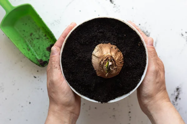 Kadın ellerinin, üzerinde Amaryllis ampulü ya da beyaz arka planda esrar bulunan hippeastrum bulunan otları tutuşu.
