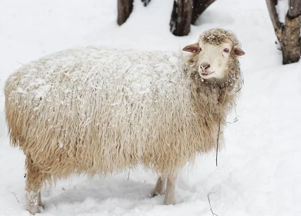 Ovejas domésticas con lana larga y heno y nieve mirando a un lado —  Fotos de Stock