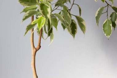 Beyaz arkaplanda kök salmak için gövdede kopma ya da uzaklık oluşturması gereken dallı Ficus sapı