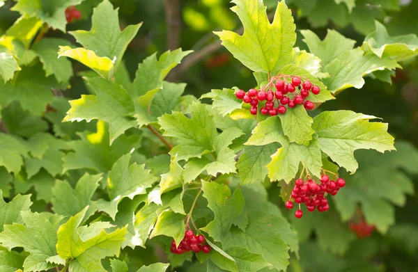 Červené Bobule Viburnum Zeleném Keři Letním Lese — Stock fotografie