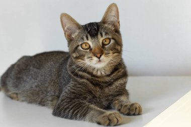 Genç yerli üç renkli kedi yalan söylüyor ve beyaz arka planda kameraya bakıyor