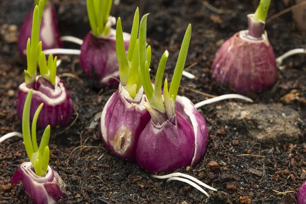 Shallots 'u kapatın. Yerde taze yapraklar filizlendi. Organik bir şeye yakın..