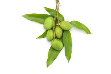 Yeşil mangolar beyaz arka planda izole edilmiş mango yapraklarına yerleştirilir..