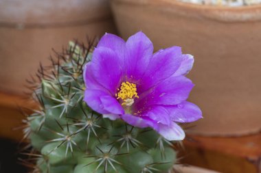 Mor kaktüs çiçekleri açıyor..