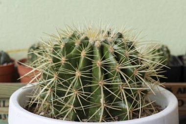 Kaktüsü beyaz seramik kapta kapat..