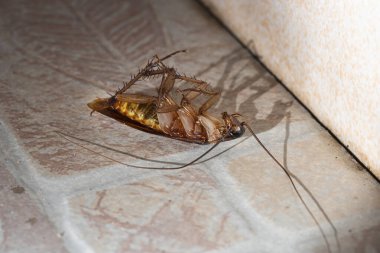 Hamamböceği evin banyo zemininde ölü yatıyordu..