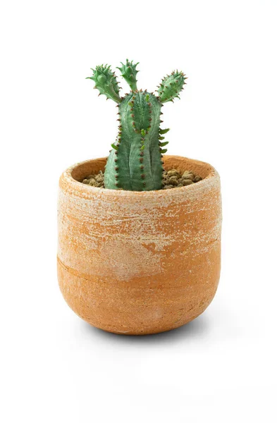 Uma Planta Cacto Pote Terracota Sobre Fundo Branco — Fotografia de Stock