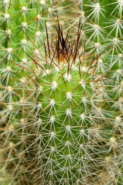 Bahçedeki ekinopsis kaktüsünü kapat..