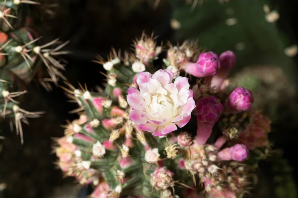 Hermosas Flores Cactus Colores Floreciendo Jardín — Foto de Stock