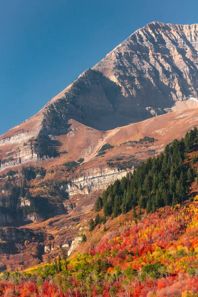 Vertical fall abstract scene in the Wasatch Mountains, Utah, USA.