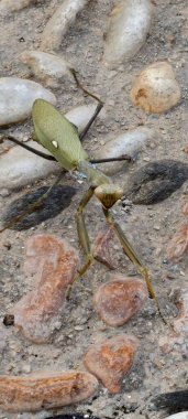 Peygamber devesi kaldırımda dua ediyor.