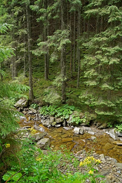 Eau Qui Coule Dans Forêt Montagne Carpates — Photo