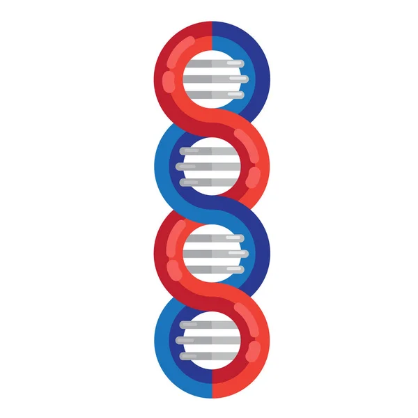 DNA-Stränge Molekülvektorillustration. Spirale genetische dna medizinische Ikone. Spiralstruktur-Symbol. DNA-Stränge Vergrößerung Doppelhelix-Struktur blau und rot — Stockvektor