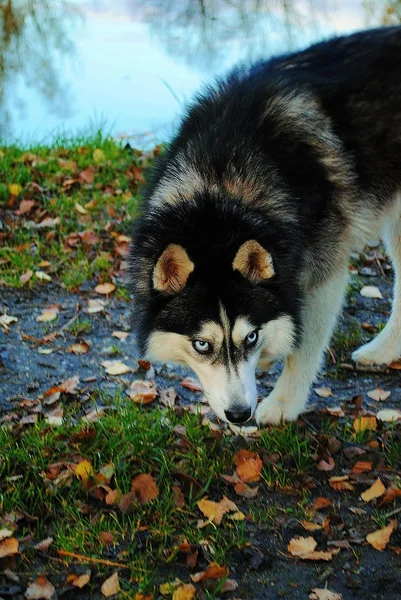 Husky – stockfoto