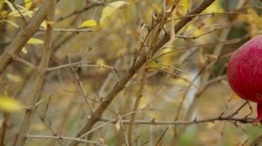 Sonbaharın sonlarında ağaçta olgunlaşmış bir nar.